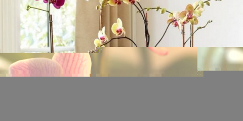 Lunární kalendář v transplantaci, přistání a péči o orchideje v roce 2022